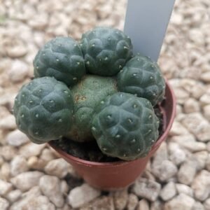 Puna Bonnieae Inermis Innestata