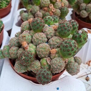 Puna Bonnieae Innestata