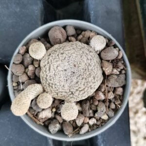Puna Clavaroides cv Albispina