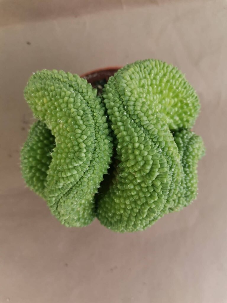 Rebutia Krainziana Crestata f. Nudum Innestata