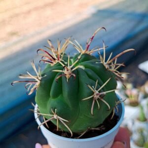 Sclerocactus uncinatus