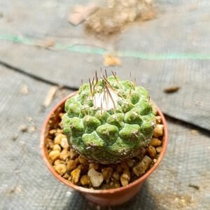 Strombocactus Disciformis
