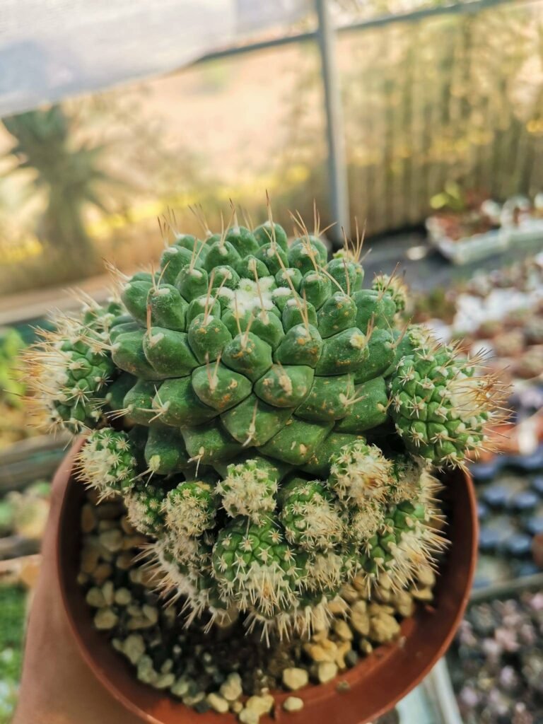 Strombocactus Disciformis f. Prolifera Innestata