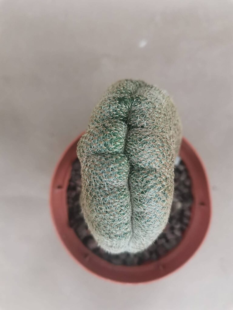 Sulcorebutia Rauschii Crestata Innestata