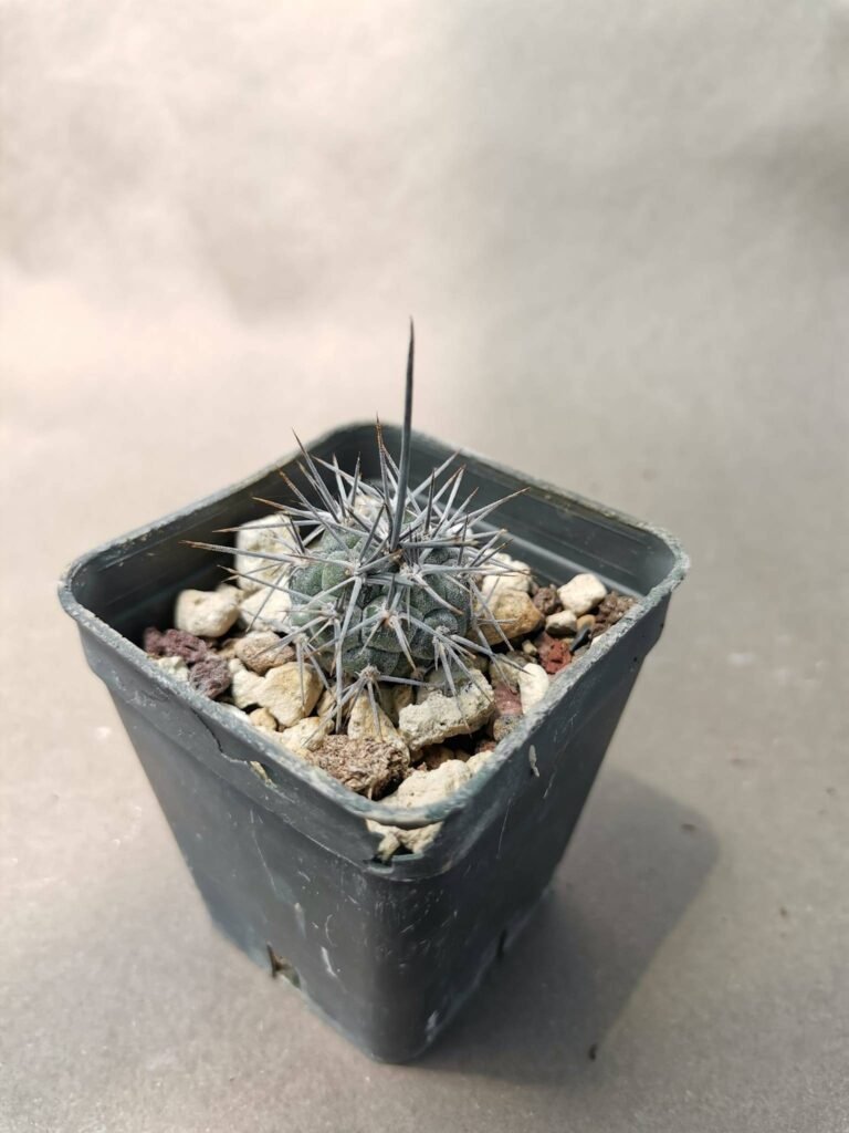 Tephrocactus Alexanderi
