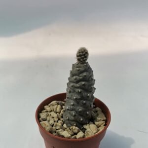 Tephrocactus Articulatus Inermis