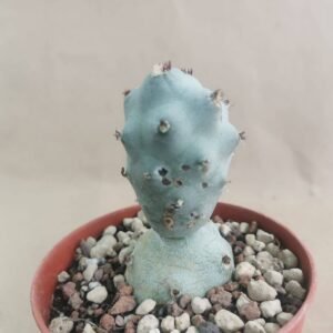 Tephrocactus Argenteus (Calvus)
