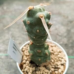 Tephrocactus Articulatus