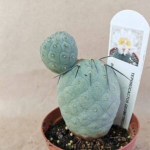 Tephrocactus Geometricus 2 Cladodi