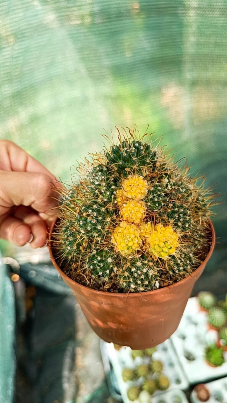 Toumeya Papyracantha x Echinocereus Knippelianus hybrid Variegata