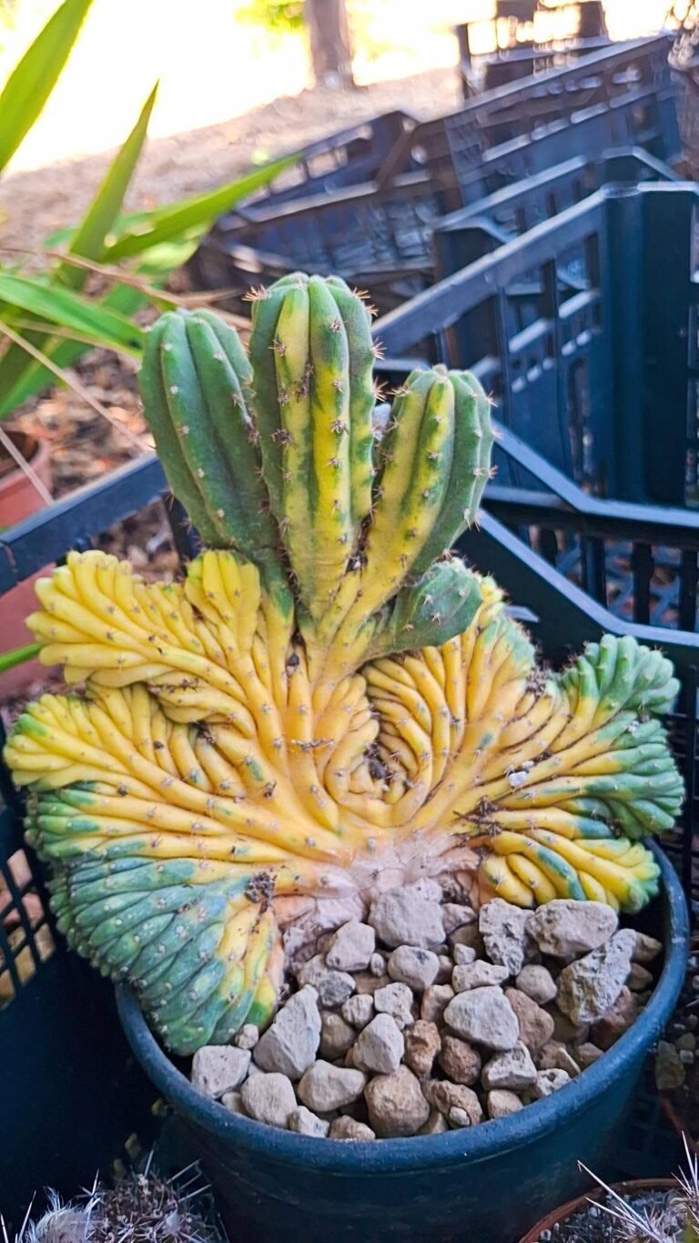 Trichocereus Pachanoi Crestata Variegata