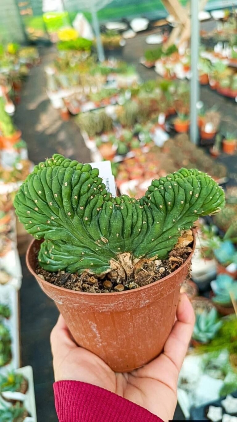 Trichocereus Pachanoi Crestato