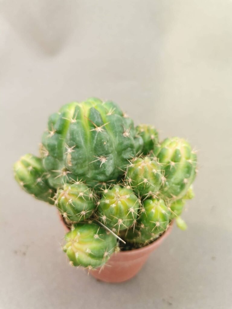 Lobivia Maximiliani