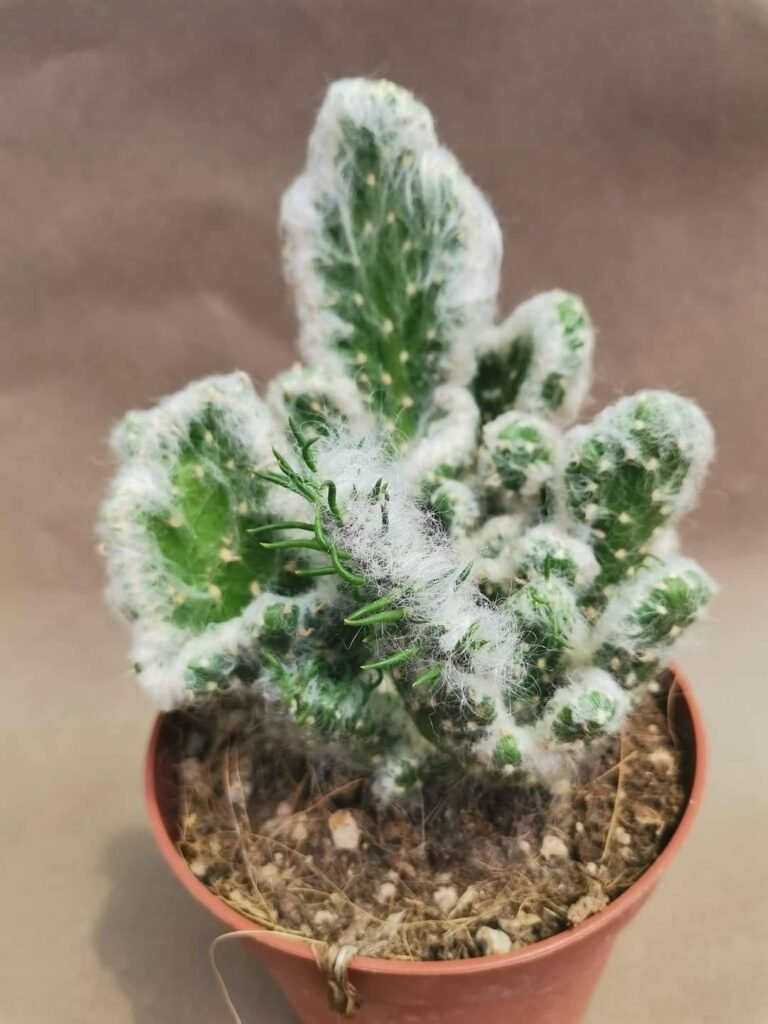 Opuntia Vestita Crestata