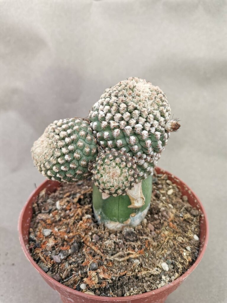 Sulcorebutia sp accestita innestata