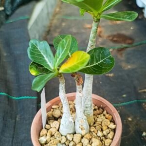 Adenium Obesum