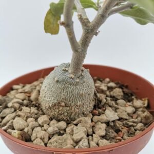 Fockea Edulis