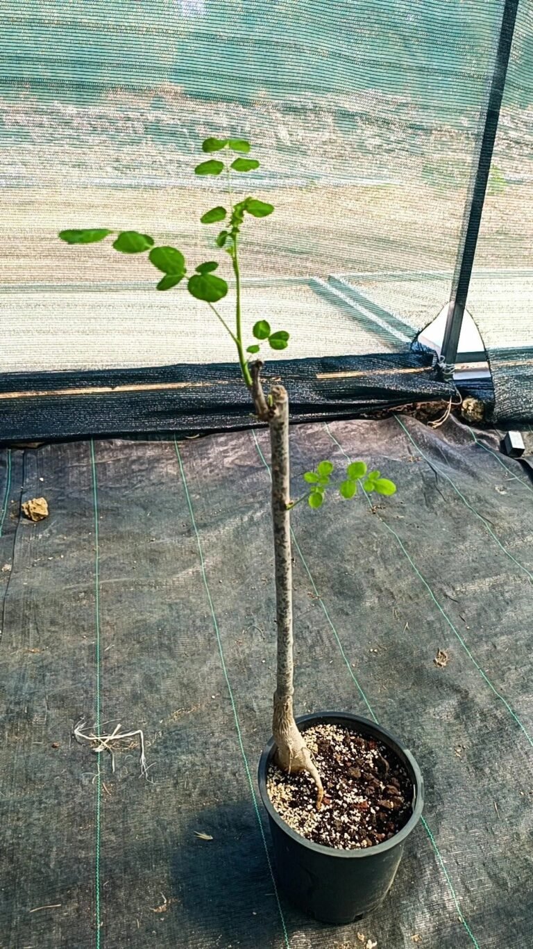 Moringa Oleifera