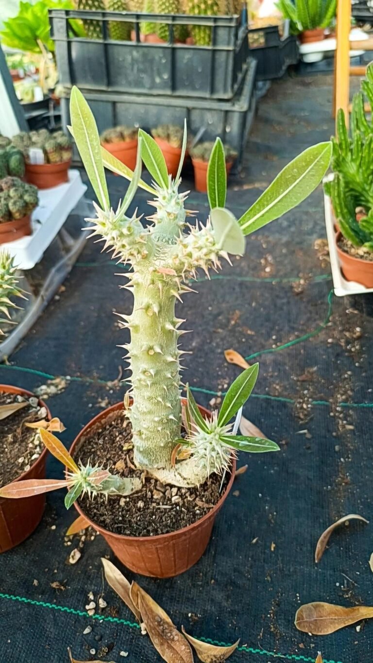 Pachypodium Horombense