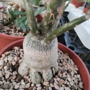 Pachypodium Succulentum