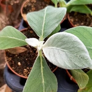 Sinningia Leucotricha