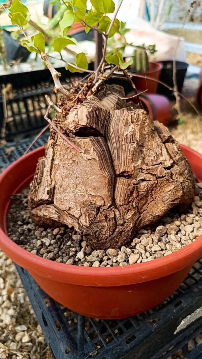 Testudinaria Elephantipes o Dioscorea