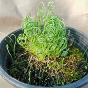 Albuca Spiralis