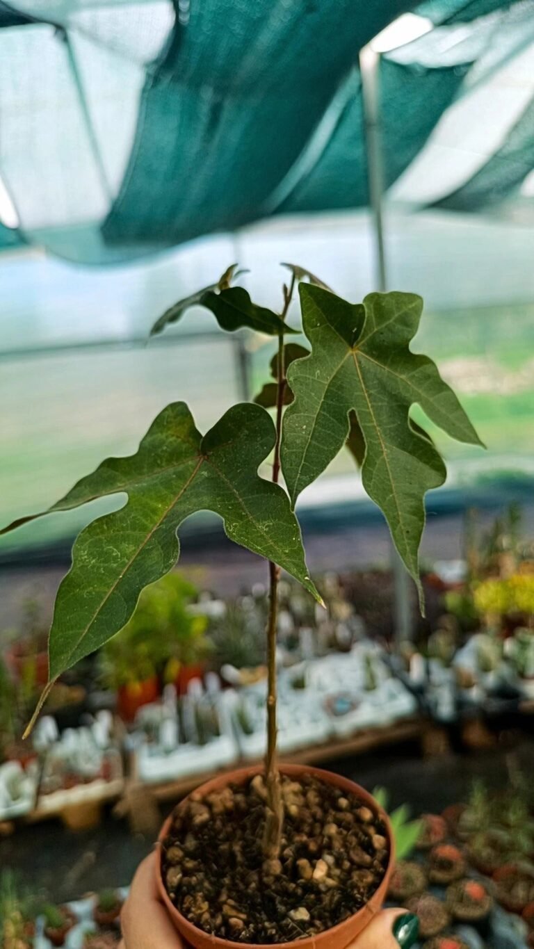 brachychiton discolor