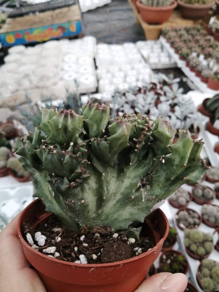 Euphorbia Lactea Crestata