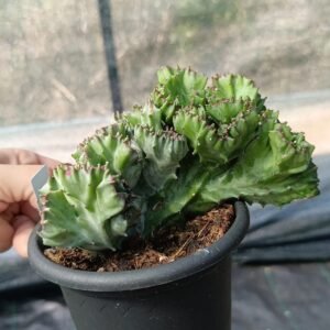 Euphorbia Lactea Crestata