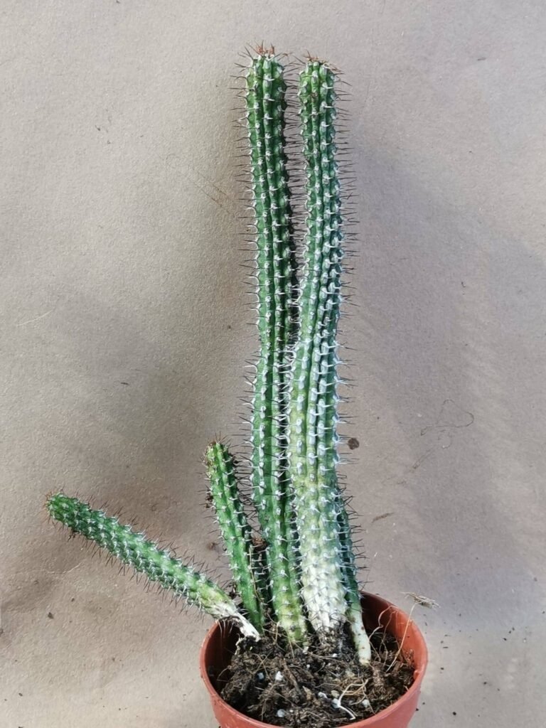 Euphorbia Baioensis