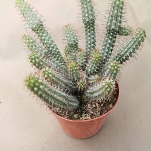 Euphorbia Baioensis