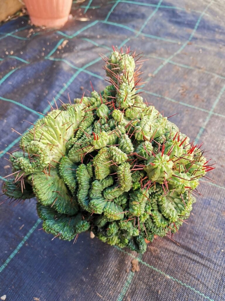 Euphorbia Enopla Crestata