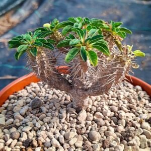 Euphorbia Guillauminiana