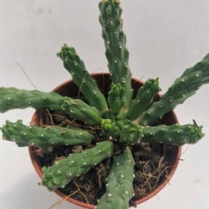 Euphorbia Inermis Caput Medusae