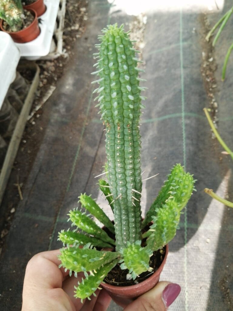 Euphorbia Mammillaris