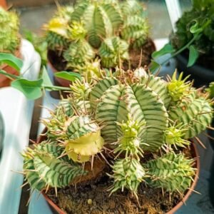 Euphorbia Meloformis Variegata accestita