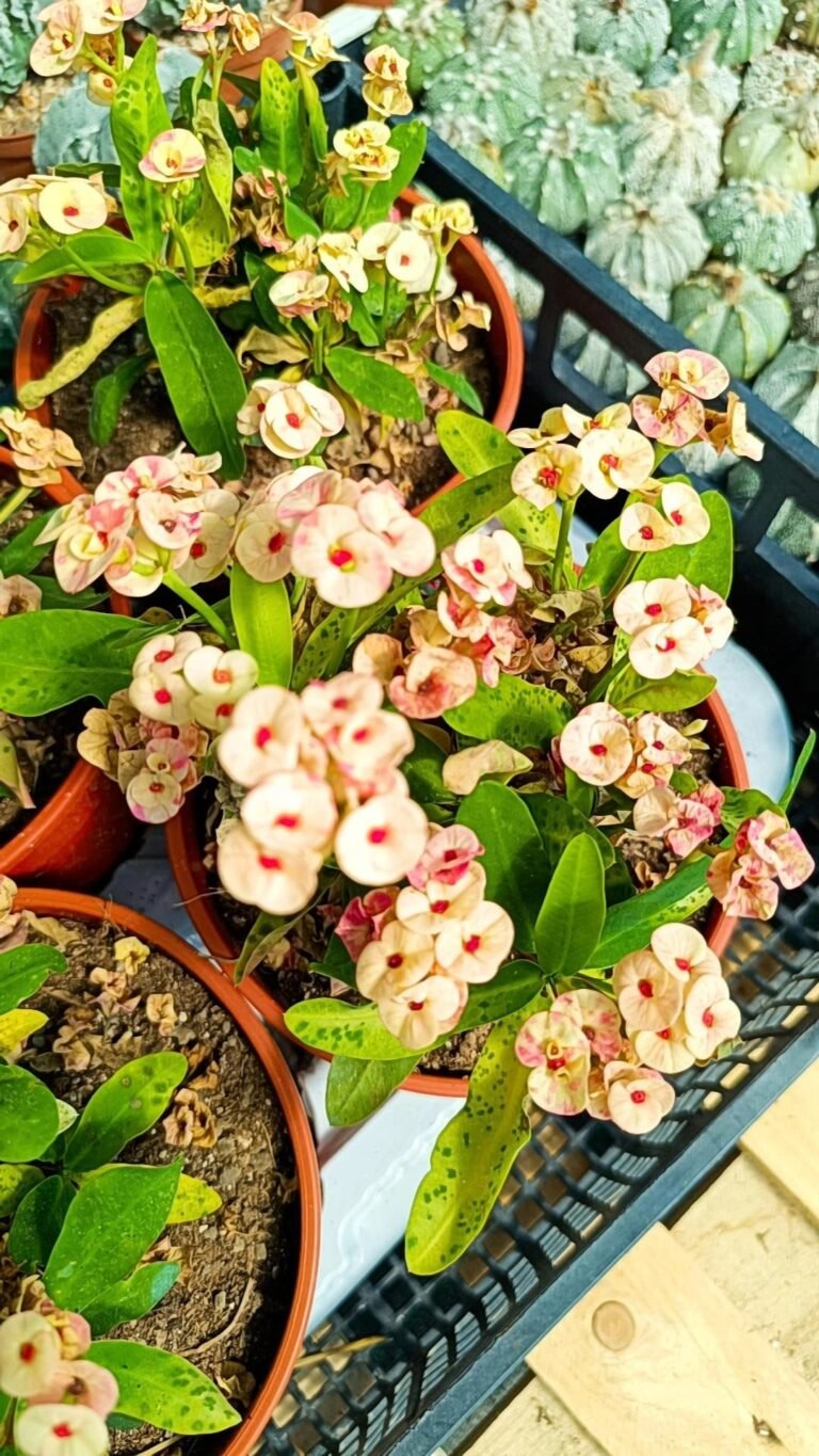 Euphorbia milii color pesca