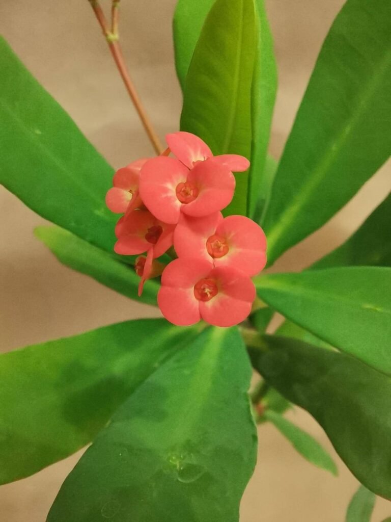 Euphorbia Milii hybrid poche Spine