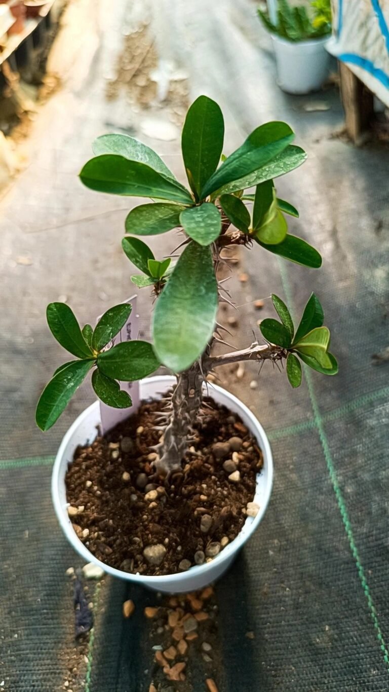 Euphorbia milii f lutea