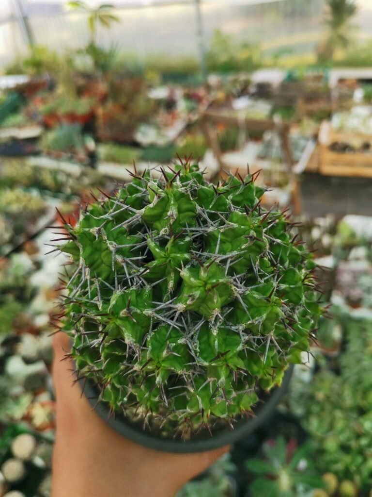 Euphorbia Mitriformis innestata