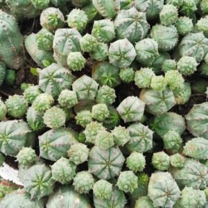 Euphorbia Obesa x Globosa