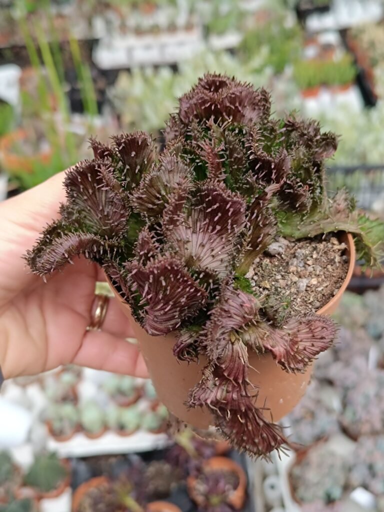 Euphorbia Pugniformis Crestata