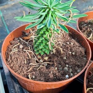 Euphorbia Sotetsu Kirin