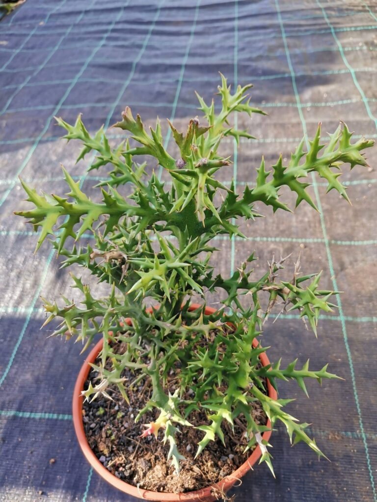Euphorbia Stenoclada