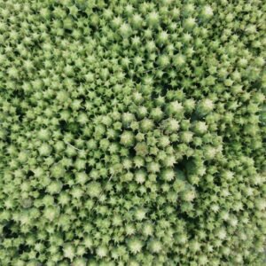 Euphorbia Submammillaris