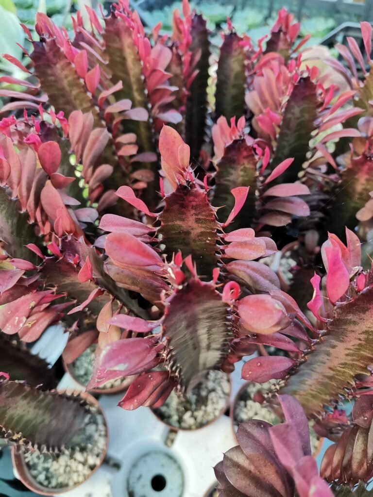 Euphorbia Trigona Rubra