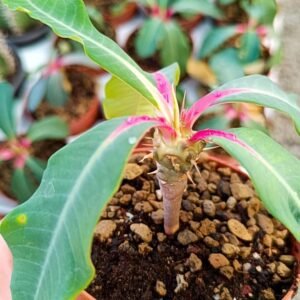 Euphorbia Viguieri