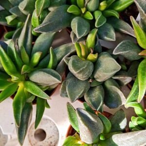 Adromischus pure green