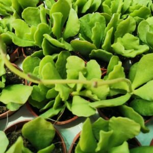 Adromischus Cristatus v. Zeheri